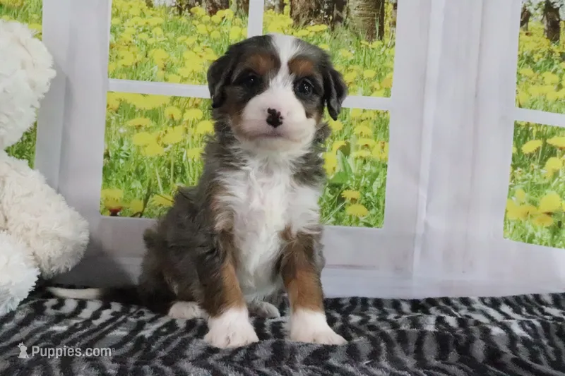 Rowen – Miniature Bernedoodle puppy for sale in Baltic, OH