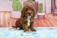Hank, a male Miniature Goldendoodle for sale in Baltic, OH – 3 of 5