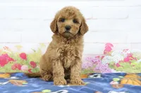 Fifi, a female Miniature Goldendoodle for sale in Baltic, OH – 4 of 4