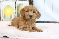 Flo, a female Miniature Goldendoodle for sale in Baltic, OH – 3 of 4