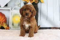 Sammy, a male Miniature Goldendoodle for sale in Baltic, OH – 2 of 4