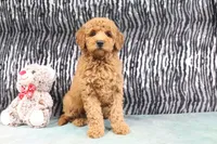 Annie, a female Miniature Goldendoodle for sale in Baltic, OH – 3 of 4