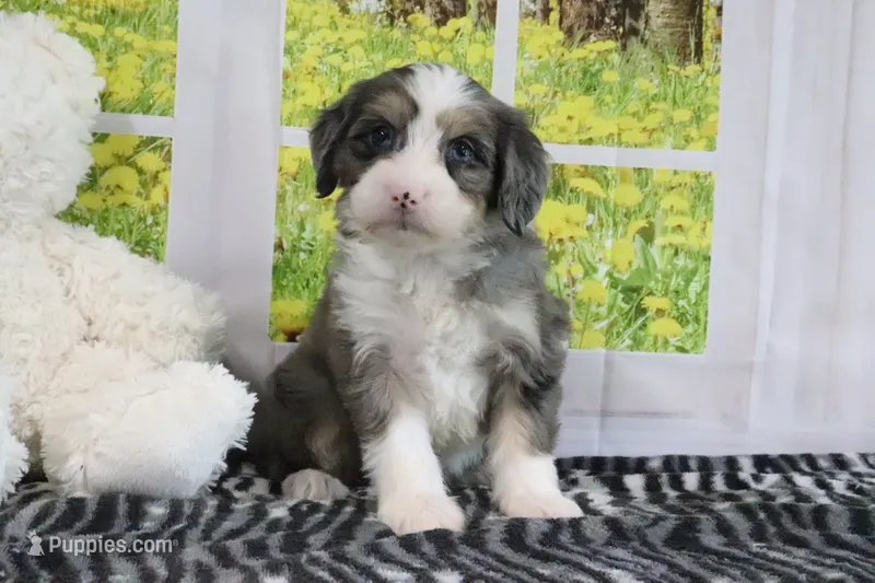 Rose – Miniature Bernedoodle puppy for sale in Baltic, OH
