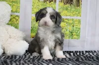 Rose, a female Miniature Bernedoodle for sale in Baltic, OH – 1 of 4