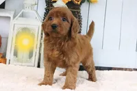 Lacy, a female Miniature Goldendoodle for sale in Baltic, OH – 2 of 4