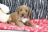 Muffin, a female Goldendoodle for sale in Baltic, OH – Photo 2 of 4
