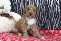 Muffin, a female Goldendoodle for sale in Baltic, OH – Photo 4 of 4