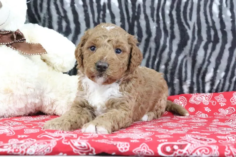 Muffin, a female Goldendoodle for sale in Baltic, OH – Photo 1 of 4