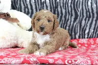 Muffin, a female Goldendoodle for sale in Baltic, OH – Photo 1 of 4