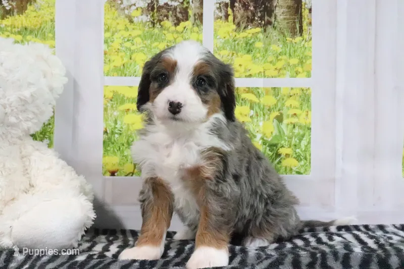Rachael – Miniature Bernedoodle puppy for sale in Baltic, OH