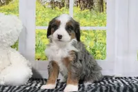 Rachael, a female Miniature Bernedoodle for sale in Baltic, OH – 1 of 4