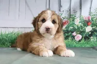 Milton, a male Miniature Bernedoodle for sale in Baltic, OH – 2 of 4