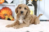 Kodiak, a male Miniature Goldendoodle for sale in Baltic, OH – 3 of 4