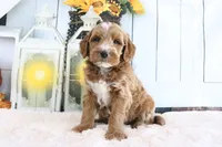 Bandit, a male Miniature Goldendoodle for sale in Baltic, OH – 4 of 4
