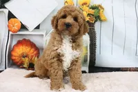 Clinton, a male Miniature Goldendoodle for sale in Baltic, OH – 7 of 8