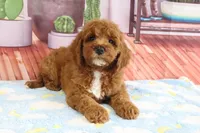 Kassie, a female Miniature Goldendoodle for sale in Baltic, OH – 3 of 4