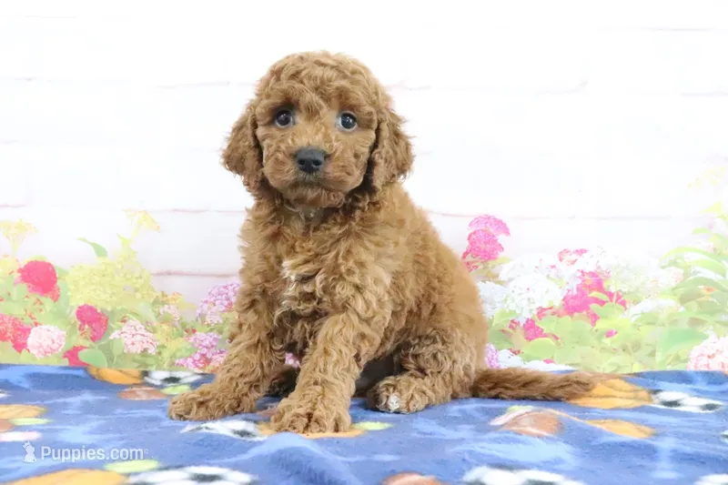 Flash – Miniature Goldendoodle puppy for sale in Baltic, OH