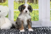 Rachael, a female Miniature Bernedoodle for sale in Baltic, OH – 2 of 4