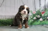 Murphy, a male Miniature Bernedoodle for sale in Baltic, OH – 3 of 4