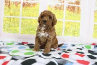 Haven, a female Miniature Goldendoodle for sale in Baltic, OH – 2 of 3