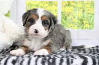 Rowen, a male Miniature Bernedoodle for sale in Baltic, OH – 2 of 4