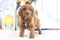 Marshall, a male Miniature Goldendoodle for sale in Baltic, OH – 3 of 4