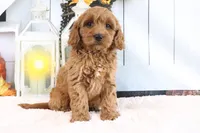Mason, a male Miniature Goldendoodle for sale in Baltic, OH – 4 of 4