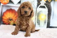 Murphy, a male Miniature Goldendoodle for sale in Baltic, OH – 4 of 4