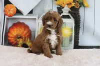 Lyndon, a male Miniature Goldendoodle for sale in Baltic, OH – 5 of 5