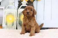 Lacy, a female Miniature Goldendoodle for sale in Baltic, OH – 3 of 4