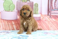 Pansey, a female Miniature Goldendoodle for sale in Baltic, OH – 2 of 4