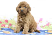 Fallon, a male Miniature Goldendoodle for sale in Baltic, OH – 4 of 4