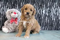 Cliff, a male Miniature Goldendoodle for sale in Baltic, OH – 1 of 4