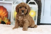 Luna, a female Miniature Goldendoodle for sale in Baltic, OH – 4 of 4