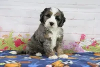 Lynn, a male Miniature Bernedoodle for sale in Baltic, OH – 2 of 4