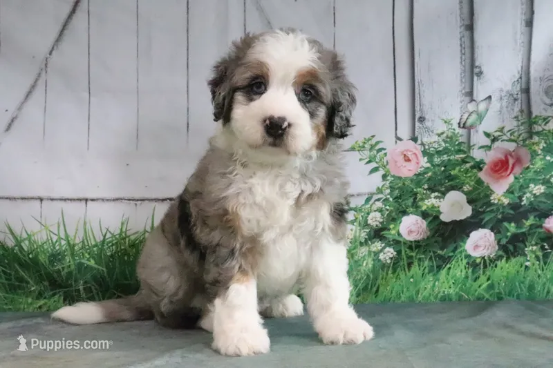 Maggie – Miniature Bernedoodle puppy for sale in Baltic, OH