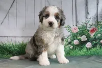 Maggie, a female Miniature Bernedoodle for sale in Baltic, OH – 1 of 4