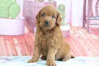 Phoenix, a male Miniature Goldendoodle for sale in Baltic, OH – 3 of 4