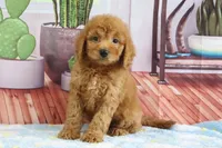 Kodiak, a male Miniature Goldendoodle for sale in Baltic, OH – 3 of 4