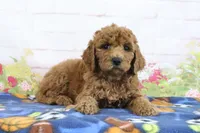 Fido, a male Miniature Goldendoodle for sale in Baltic, OH – 3 of 4