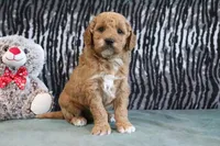 Cliff, a male Miniature Goldendoodle for sale in Baltic, OH – 4 of 4