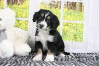 Reese, a male Miniature Bernedoodle for sale in Baltic, OH – 3 of 4