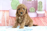 Hannah, a female Miniature Goldendoodle for sale in Baltic, OH – 3 of 4