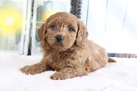 Marco, a male Miniature Goldendoodle for sale in Baltic, OH – 4 of 4