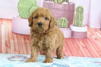 Penny, a female Miniature Goldendoodle for sale in Baltic, OH – 3 of 5