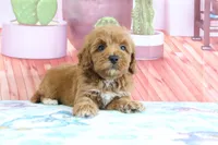 Princess, a female Miniature Goldendoodle for sale in Baltic, OH – 2 of 5