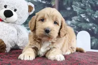 Lyndon, a male Goldendoodle for sale in Baltic, OH – Photo 3 of 4