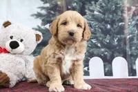 Lyndon, a male Goldendoodle for sale in Baltic, OH – Photo 1 of 4