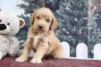 Lyndon, a male Goldendoodle for sale in Baltic, OH – Photo 2 of 4