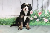 Molly, a female Miniature Bernedoodle for sale in Baltic, OH – 3 of 4